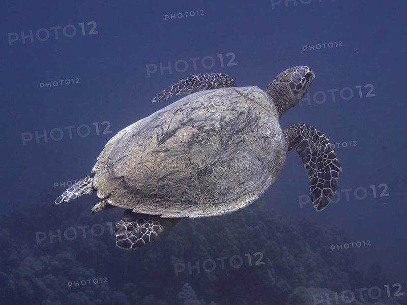 Hawksbill sea turtle (Eretmochelys imbricata)
