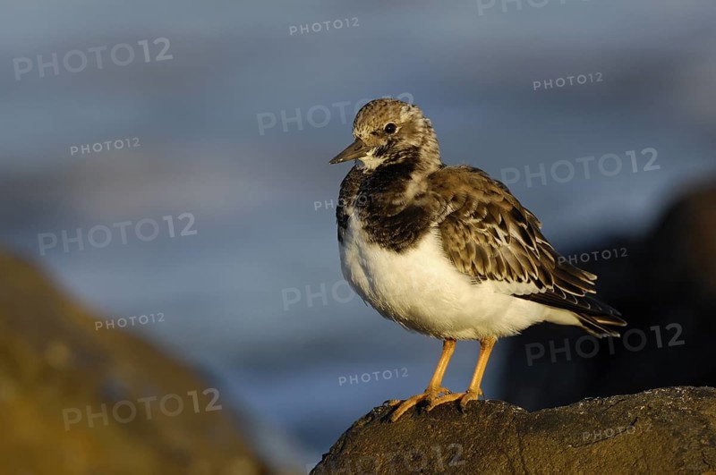 Steinwälzer (Arenaria interpres), ruhend auf einer Buhne, im Ruhekleid, September, Insel Ameland, Nordsee, Niederlande