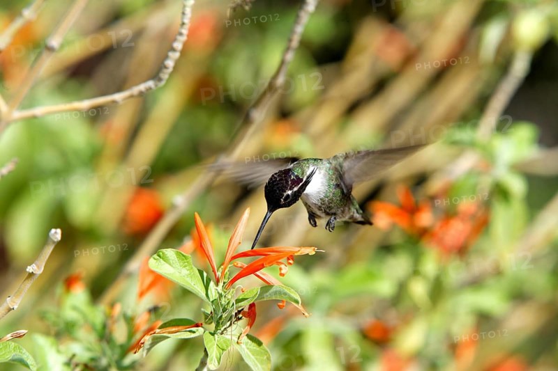 Violet-headed elf, (Calypte costae), costa hummingbird, male, flying, flower, feeding, Sonoran Desert, Arizona, USA