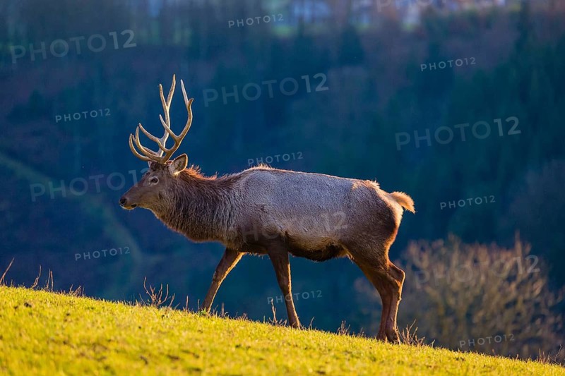 An Altai maral stag and two hind Altai wapiti or Altai elk (Cervus canadensis sibiricus) stand in a meadow in the late light of the day
