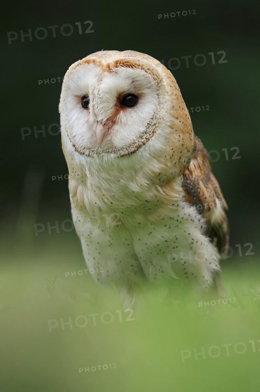 Barn owl (Tyto alba), captive, North Rhine-Westphalia, Germany