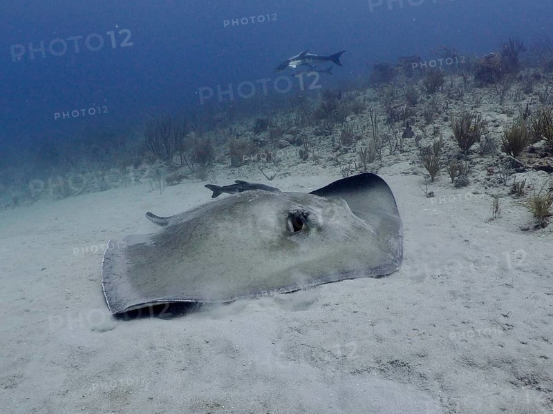 A Southern Stingray (Hypanus americanus) stirs up sand as it searches for food on the seabed, at the Breakers dive site, Palm Beach, Florida, USA