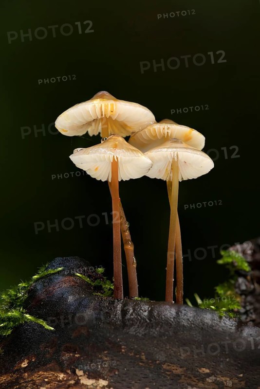 Prachtmycena, Saffrondrop Bonnet, Mycena crocata