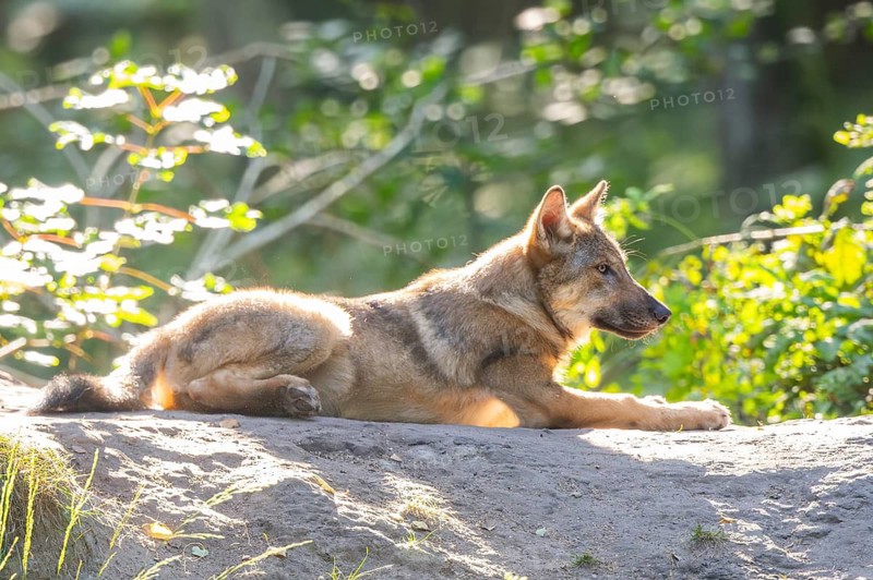 Eurasian wolf (Canis lupus lupus) in a forest, Hesse, Germany