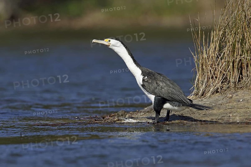 Australian Pied Cormorant (Phalacrocorax varius), New South Wales, Australia