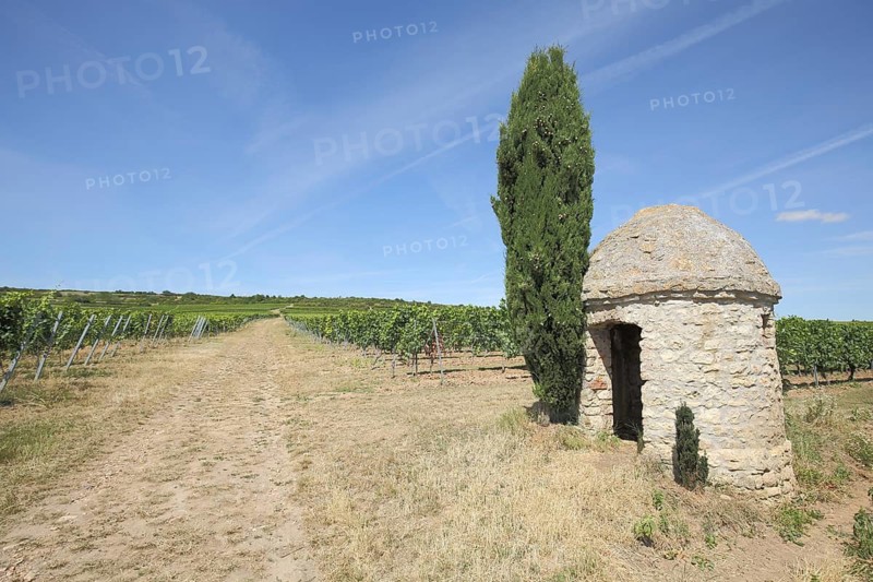 Trullo in vineyards with cypress, vineyard houses, wine-growing region, landscape, Flörsheim-Dalsheim, Rhineland-Palatinate, Germany