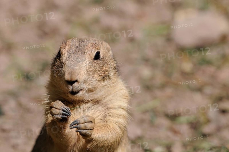 An upright prairie dog in the wild, focussed and alert, black-tailed prairie dog (Cynomys ludovicianus), captive