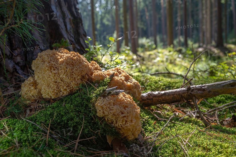 Bear skull, faisterling, fat hen, jewbeard, curly hen, curly goatbeard, giant morel, sparassis crispa, goatbeard, cauliflower fungus, fungi, fungus, mushrooms