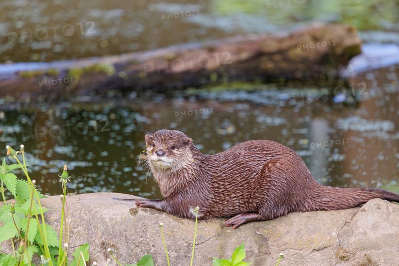 On a sunny day, an oriental small-clawed otter (Aonyx cinerea) is resting on a rock by the riverbank. India to Southeast Asia, islands of Sumatra, Java, Borneo and Palawan