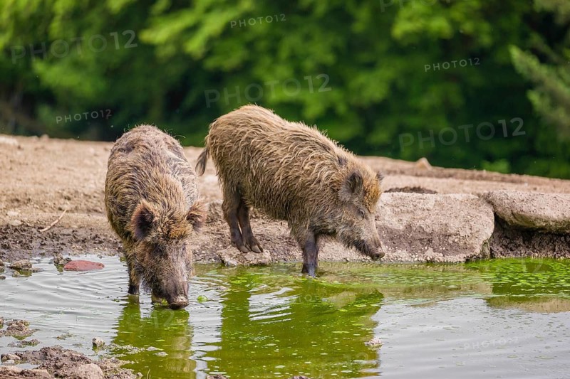 Two wild boar or wild pig (Splayus scrofa) drink water from a small pool. A green forest is in the background