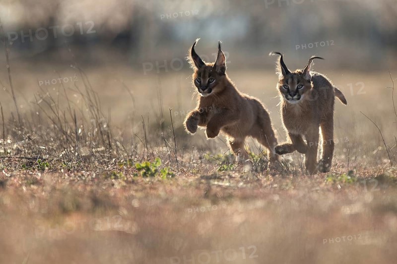 Caracal (Caracal caracal) two cubs running, Castile-La Mancha, Spain