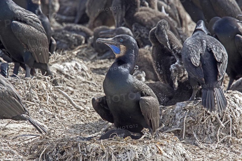Brandt's Cormorant Phalacrocorax penicillatus Point Lobos State Reserve, California, United States 25 June Adults on nest. Phalacrocoracidae