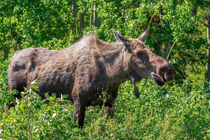 Moose (Alces alces) standing in the forest, Alaska, USA