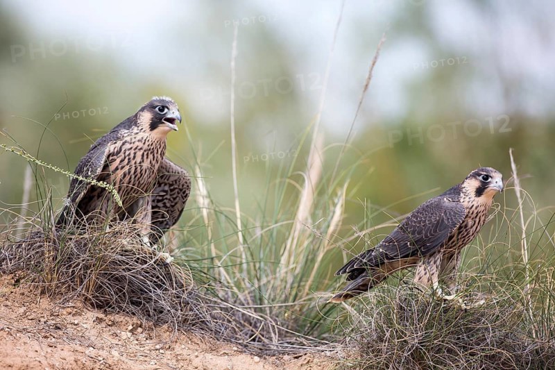 Peregrine Falcon (Falco peregrinus) juveniles, Madrid, Spain