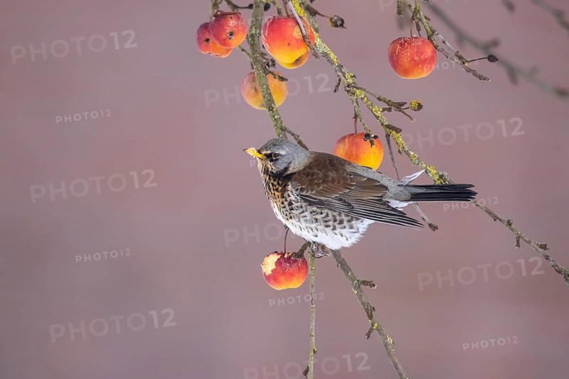 Fieldfare (Turdus pilaris) perched in an apple tree, North Rhine-Westphalia, Germany