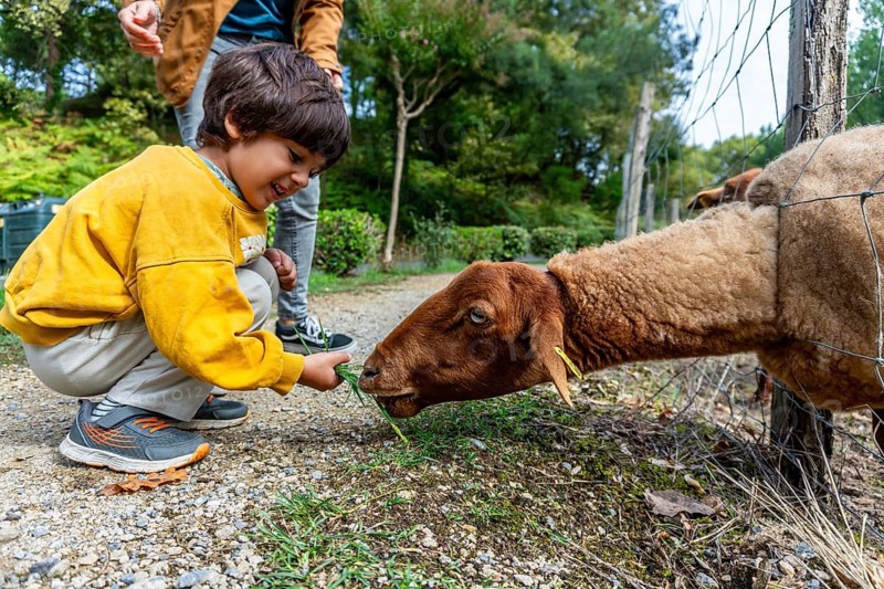 Young boy smiling brightly while feeding grass to a brown sheep through a fence, enjoying an interactive animal encounter with a parent nearby during a vacation in the landes region