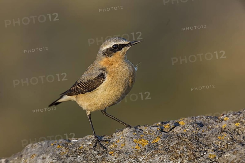 Northern Wheatear (Oenanthe oenanthe) male, Cheshire, United Kingdom