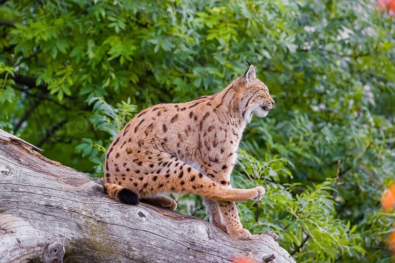 One Eurasian lynx (Lynx lynx) sits on a sloping dead tree, hidden behind autumn leaves