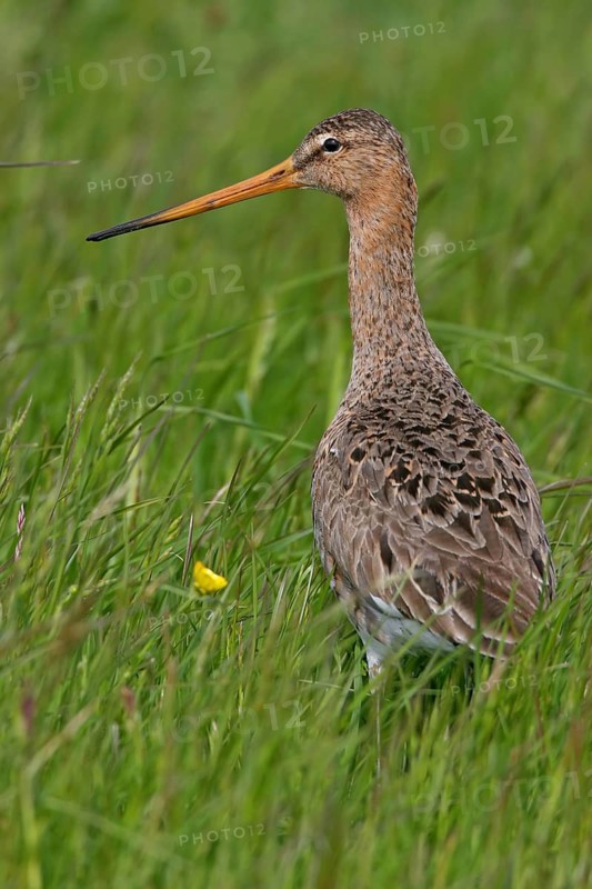 Black-tailed godwit, (Limosa limosa), animal, birds, snipe birds, biotope, habitat, foraging, Texel, Noordholland, Holland