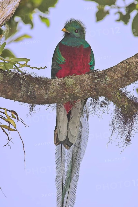 Resplendent Quetzal (Pharomachrus mocinno) male, Costa Rica