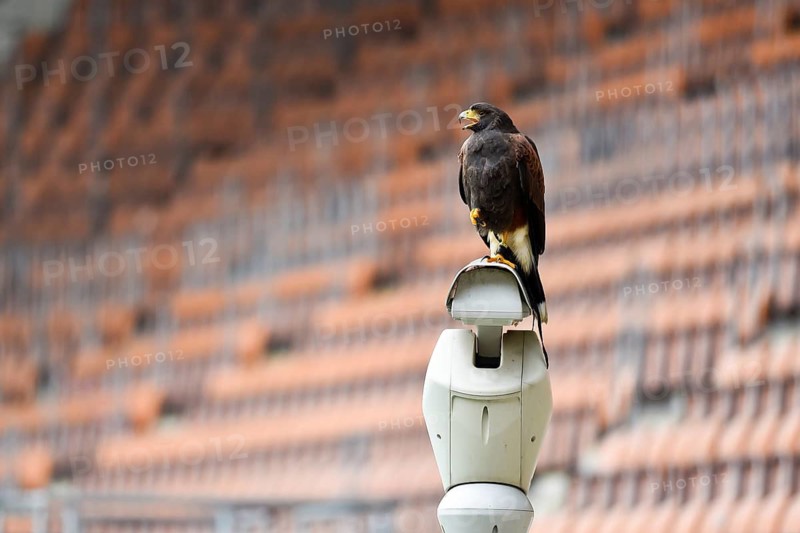 Harris' hawk at the football stadium. The hawk scares other birds in Lubin, Poland