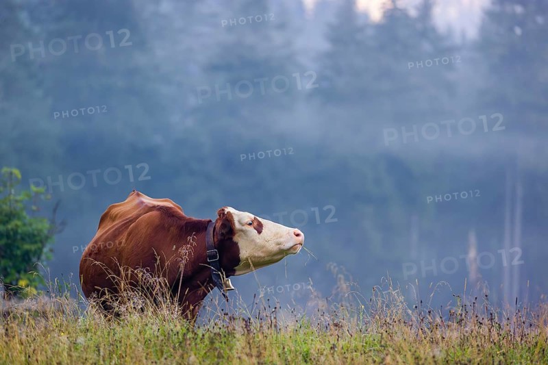 A Holstein Friesian cow stands grazing on a meadow with trees on a foggy day. Eng Valley, Austria