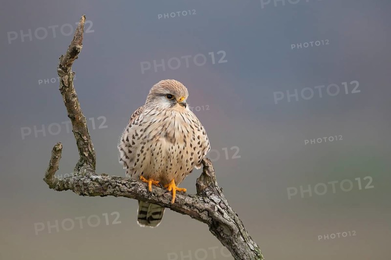 Common Kestrel (Falco tinnunculus) female perched on a branch, North Rhine-Westphalia, Germany