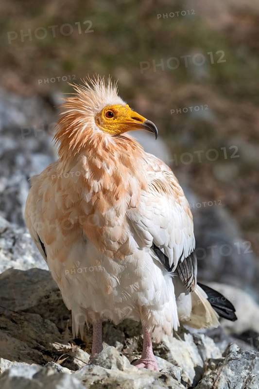 Egyptian Vulture (Neophron percnopterus), sitting on the ground, captive, Alpine Zoo, Innsbruck, Tyrol, Austria