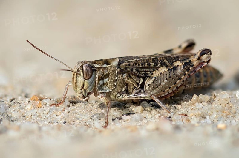 Acrididae, Caelifera, Calliptamus italicus, Field Locusts, Grasshoppers, Italian Locust, Italian Beautifier, Short-feeler, Grasshoppers, Locusts, Insects, Beautifier