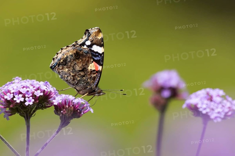 Red admiral butterfly (Vanessa atalanta) adult insect feeding on garden purple Verbena bonariensis flowers in summer, Norfolk, England, United Kingdom