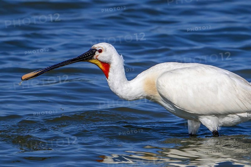 Eurasian spoonbill, common spoonbill (Platalea leucorodia) adult in breeding plumage foraging in shallow water of coastal salt marsh in summer