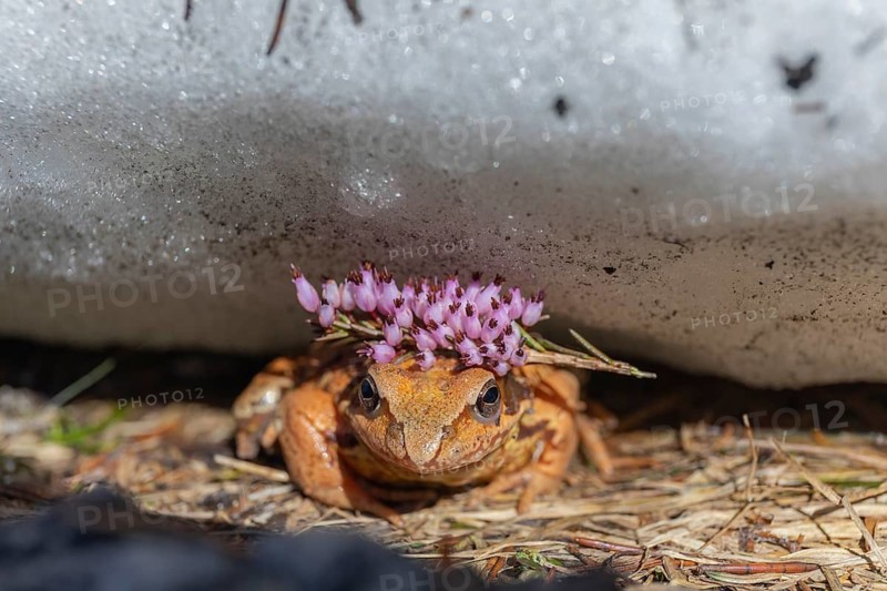One common frog, Rana temporaria, hiding between snow and a road, heading to the mating pond. Accidentally decorated with a twig of blooming heather