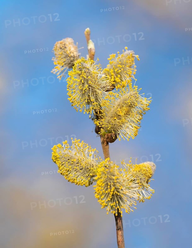 Goat willow (Salix caprea), flowering, male willow catkins, Lower Saxony, Germany