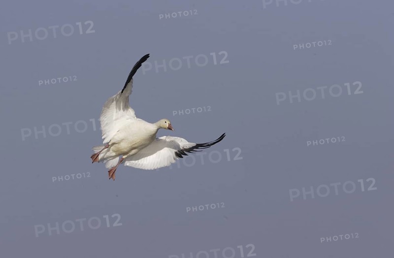 Snow Goose (Anser caerulescens) flying, California, USA
