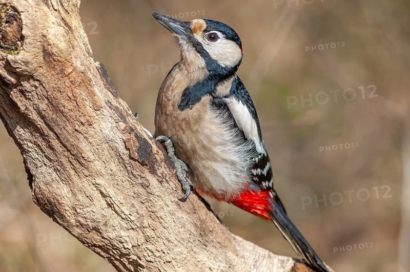 Great Spotted Woodpecker (Dendrocopos major) on a branch in the forest. Bas-Rhin, Alsace, Grand Est, France