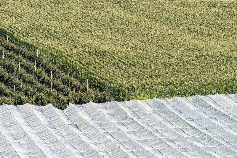 Apple orchard, fruit orchard, partly protected with hail netting, near moated castle on Lake Constance, Allgäu, Swabia, Bavaria, Germany