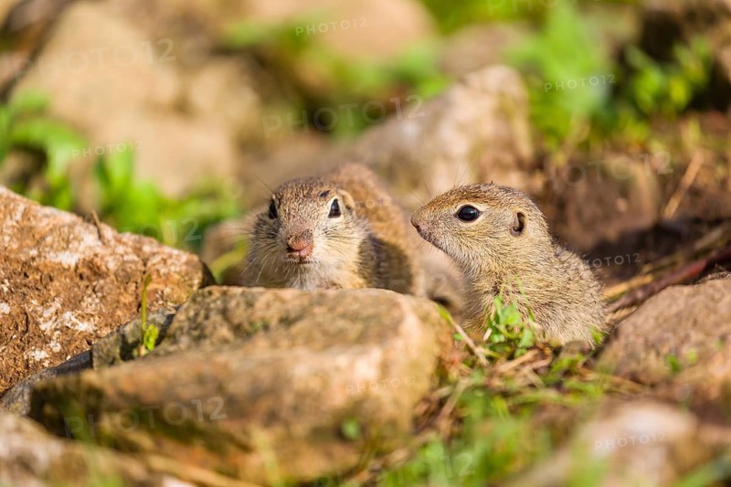 Two adult European ground squirrel (Spermophilus citellus) or European souslik sit on rocky terrain, watching the surrounding