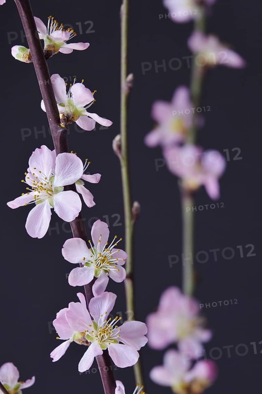 Blooming branches of a peach tree, spring, Germany