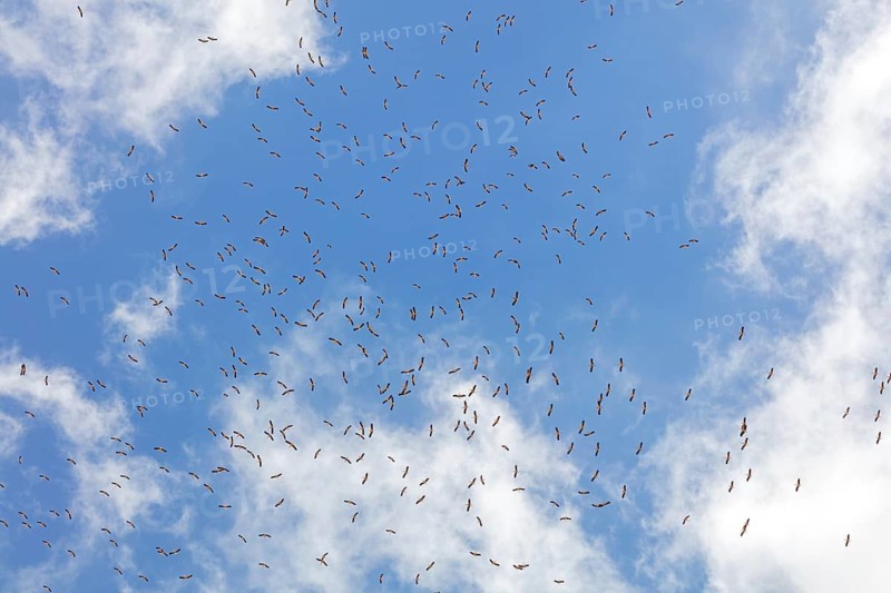Weißstorch, White Stork, Ciconia ciconia, Cigogne blanche, Cigüeña Blanca, Cigüeña Común