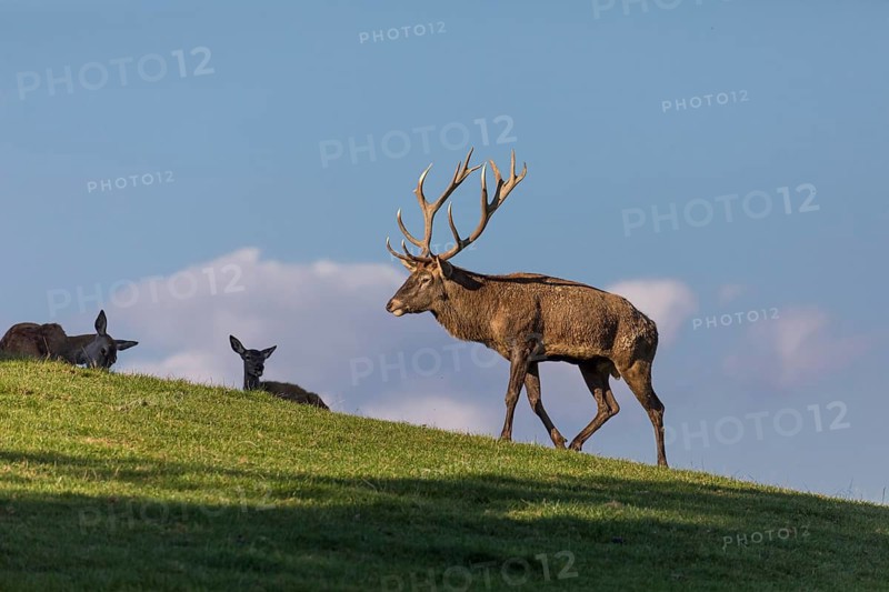 One Red Deer stag (Cervus elaphus) at the rutting season, standing on a green meadow amidst a herd of does. Blue sky in the background