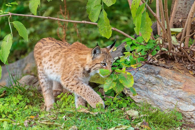A young Eurasian lynx (Lynx lynx) leaving the undergrowth, stalking something