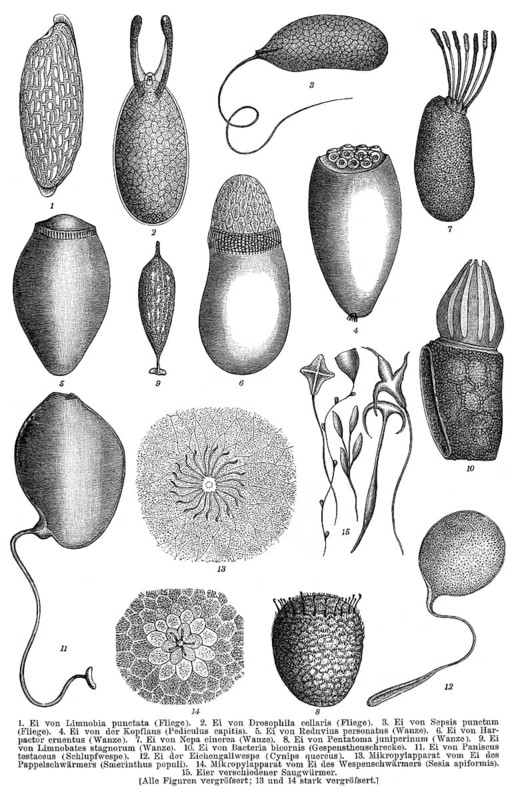 Insect eggs, historical graphic representation, 1896, historische Zeichnung, 1896, Eier von Insekten