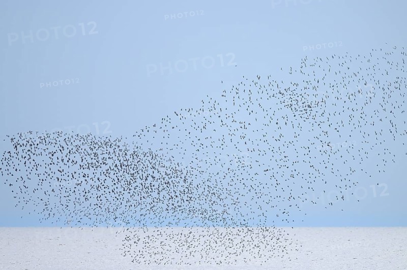 Alpine Sandpiper (Calidris alpina), a flock flying over the North Sea, Lower Saxony Wadden Sea National Park, Lower Saxony, Germany