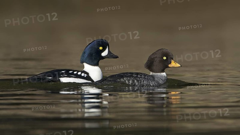 Barrow's Goldeneye (Bucephala islandica), British Columbia, Canada