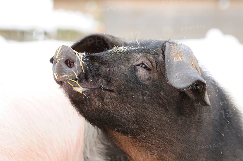 A black pig in the snow with hay on its face, looking content, domestic pig (Sus scrofa domesticus), Bavaria