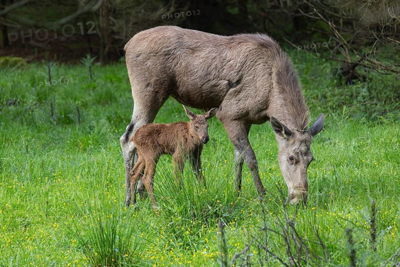Moose (Alces alces) cow and her 10 days old calf with trees and green grass around