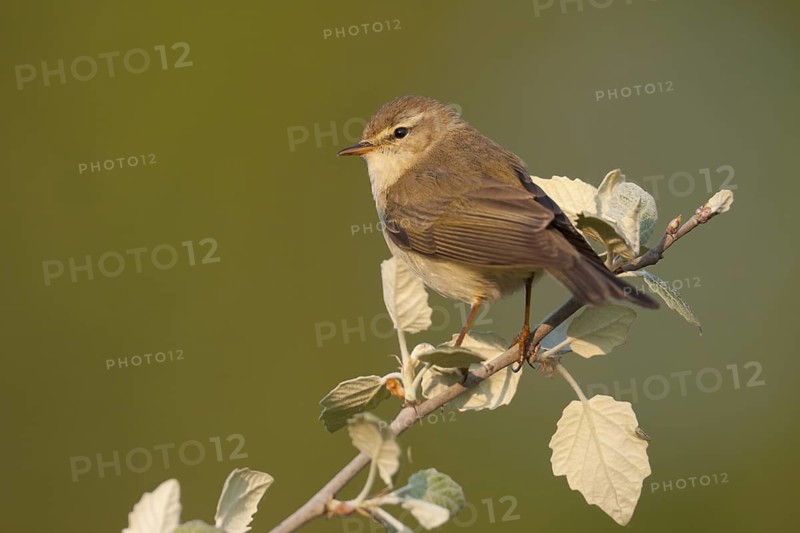Willow Warbler (Phylloscopus trochilus), Baden-Wuerttemberg, Germany