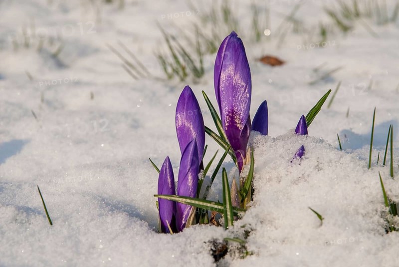 Crocus hybrid, crocus, flora, spring, plants, plants, snow, snow, spring