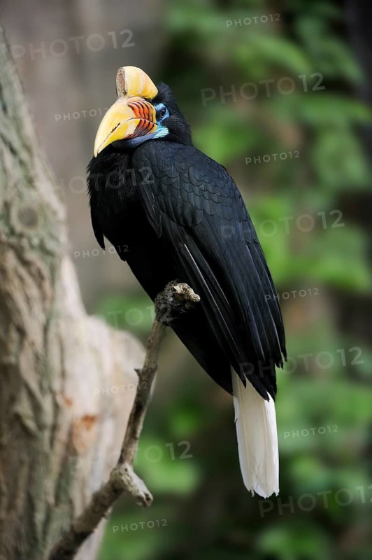 Helmeted Hornbill (Rhyticeros cassidix), female, captive, occurrence in Asia