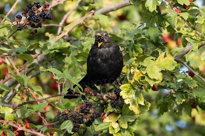 European blackbird (Turdus merula) adult male garden bird feeding on a blackberry fruit in a hedgerow in summer, England, United Kingdom